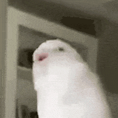 asdfhasg.gif